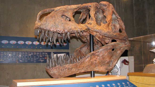 Копия черепа тираннозавра «Скотти»