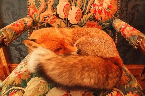Спящая лиса в салоне лис