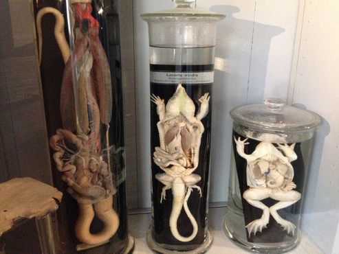 Препарированные животные в музее «Густавианум»