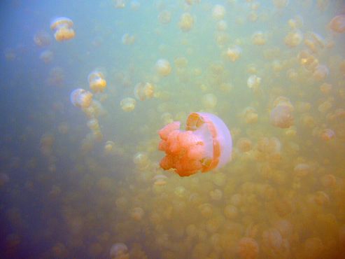 Так много медуз!