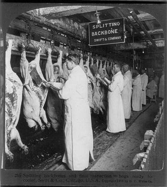 Инспекция мяса в Чикаго, 1906 год 