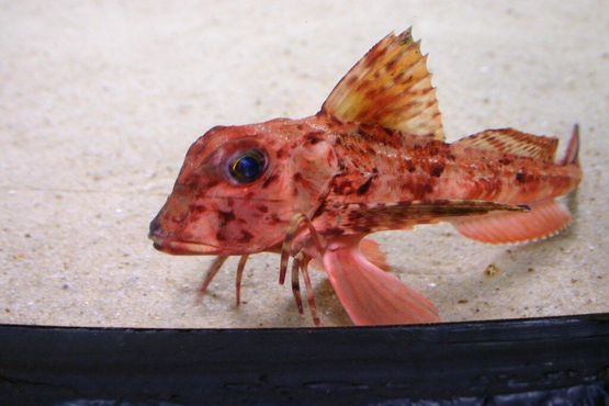 «Недовольная» рыбка красный гурнард
