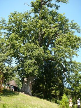 Вековой дуб в монастыре «Динтр-ун лемн»