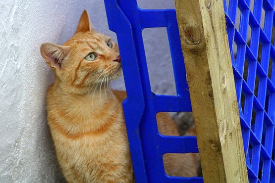 Котик обнюхивает сани