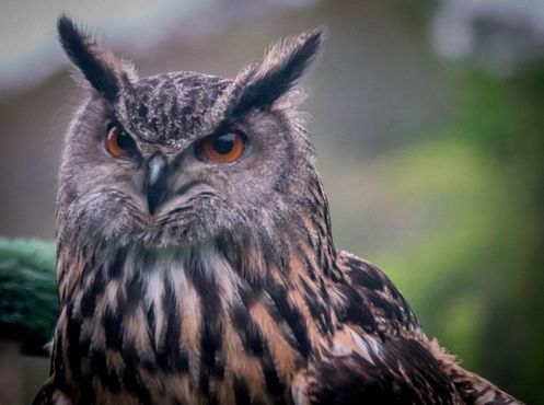 Замок Данробин