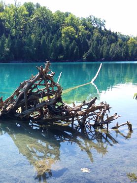 Гниющее дерево в озере Грин
