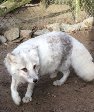 ВОлчий заповедник «Сикрест»