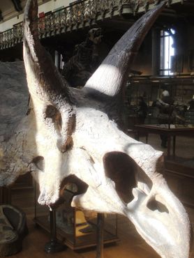 Галерея сравнительной анатомии и палеонтологии