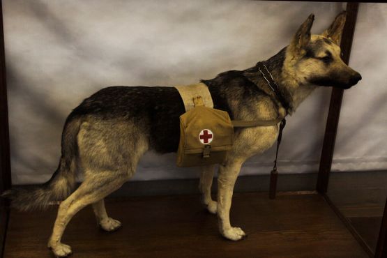Медицинский пёс-спасатель