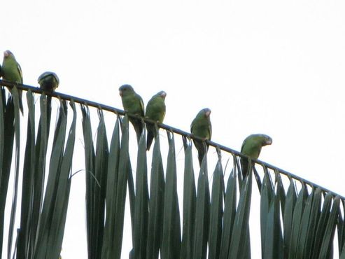 Тонкоклювые попугаи