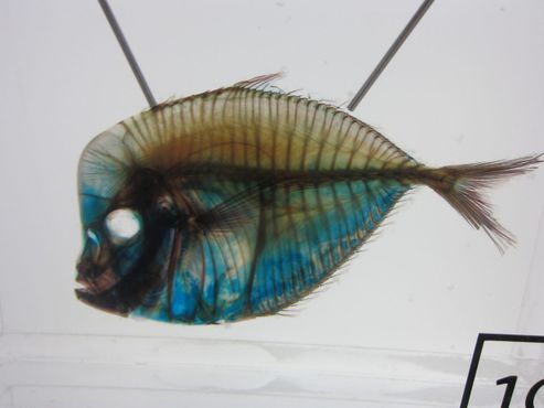 Диафонизированная рыба из коллекции Калифорнийской академии наук