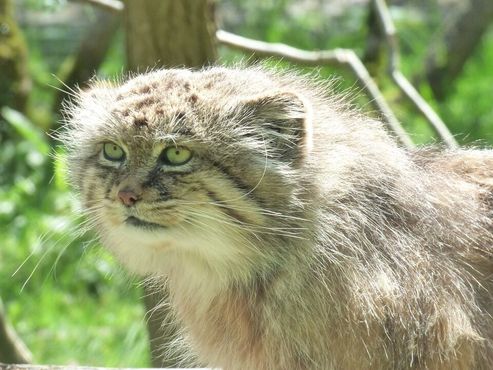 Манул, или палласов кот. Вид обитает в России и Монголии