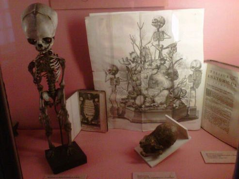 Музей Флобера и истории медицины