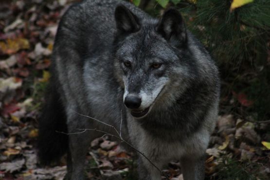 Полярный волк