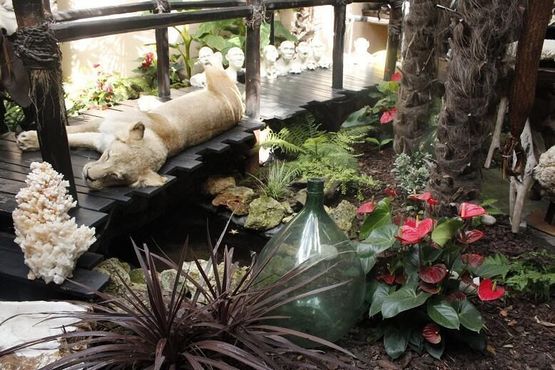 Спящая львица во внутреннем дворе «Колониального дома»