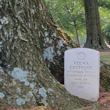 Деревья, поглощающие надгробия