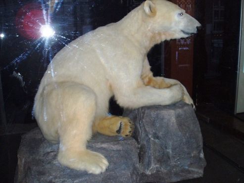 Белый медведь Кнут в Берлинском музее естествознания