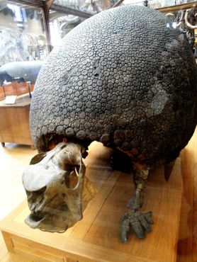 Галерея сравнительной анатомии и палеонтологии