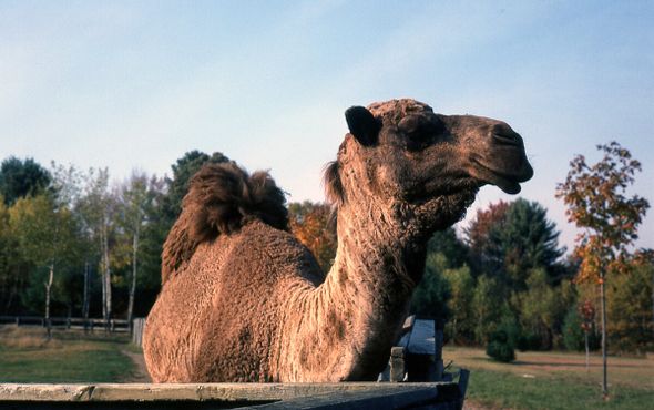 «Сантас Ленд», примерно 1980 год