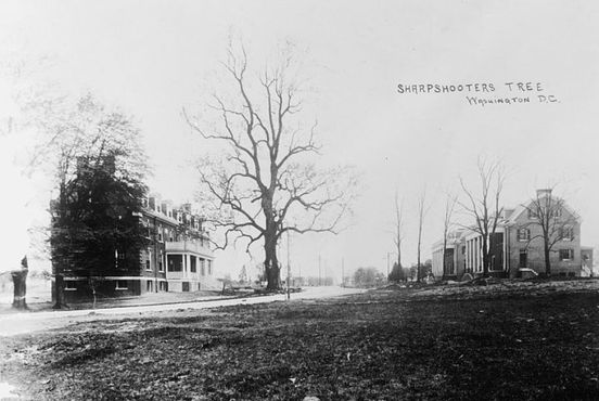 «Дерево снайпера» на снимке, сделанном между 1908 - 1919 годами