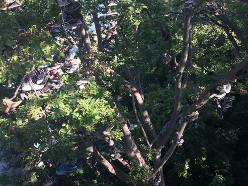 Вид на обувное дерево с моста Вашингтон-авеню