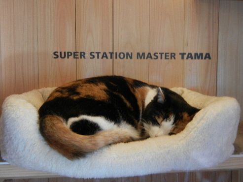 Станционный смотритель и исполнительный директор станции кошка Тама