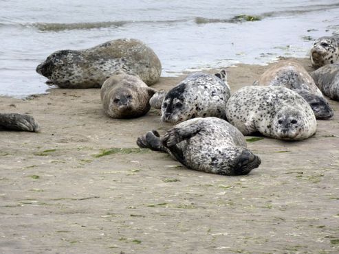 Элкхорн-Слау