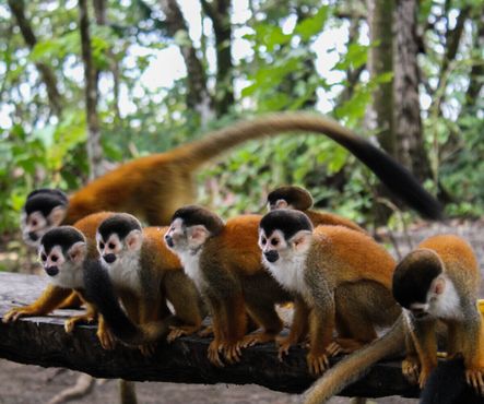 Местная группа обезьян-капуцинов