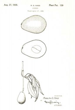 Патент на дерево авокадо Хасс