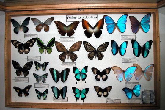 Всемирный музей насекомых и природных чудес