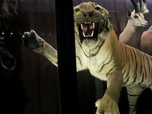 Чучело тигра в Манчестерском музее 