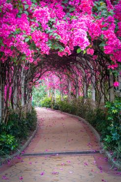 Цветочный туннель