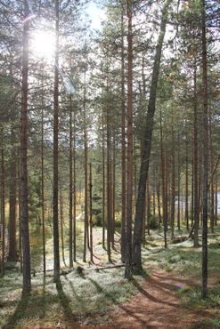 Лапландский лес