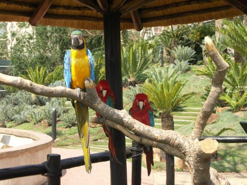 Попугаи в птичьем саду Montecasino