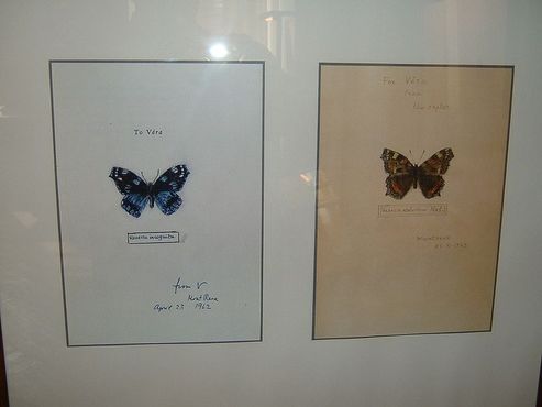 Бабочки, собранные Набоковым
