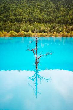 Одинокое дерево посреди озера