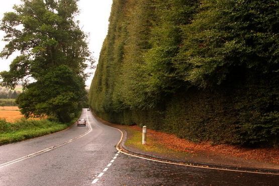 Живая изгородь Миклура
