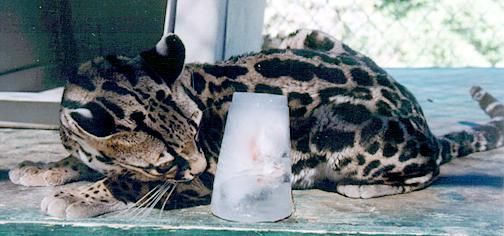 Кот с мороженым из мышей