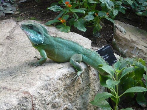 Толстощёкий водяной дракон в садах Кью