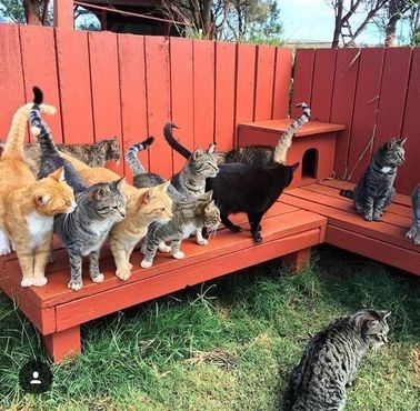 Кошачий приют Ланаи