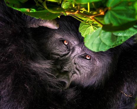 Находящаяся под угрозой исчезновения горная горилла в непроходимом лесу Бвинди