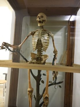 Скелет в университете Комплутенсе