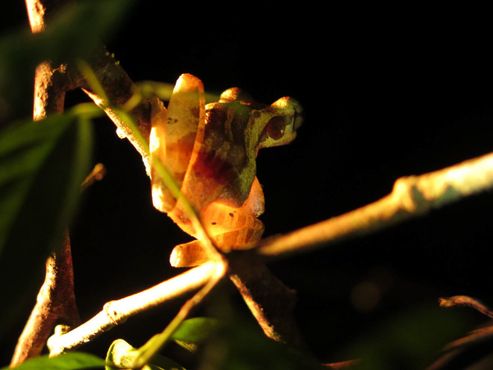 Лягушка, увиденная во время ночной прогулки