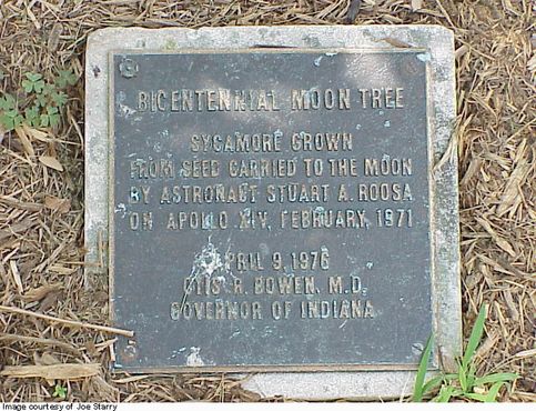 Мемориальная доска раньше отмечала местонахождение этого уникального дерева