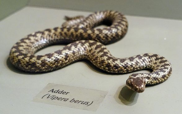 Чучело гадюки, единственного вида ядовитых змей в Британии