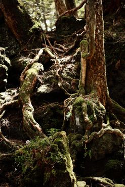 Аокигахара, лес самоубийц