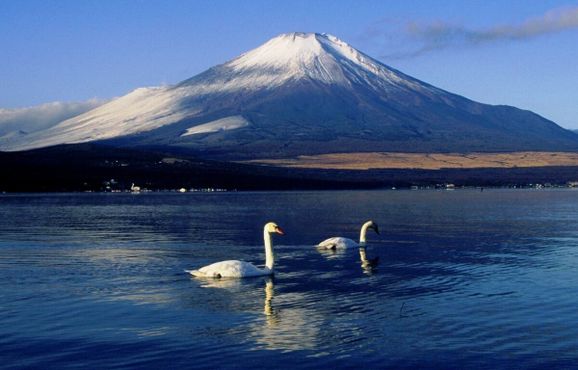 Лебеди на фоне Фудзиямы, возвышающейся за озером Яманака