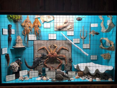 Одна из витрин в Музее диковинок, демонстрирующая «Тайны южных морей»