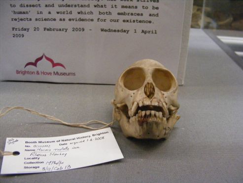 Череп макака-резуса в музее Бута