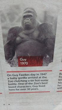 Вывеска в Лондонском зоопарке с изображением и информацией о Гае